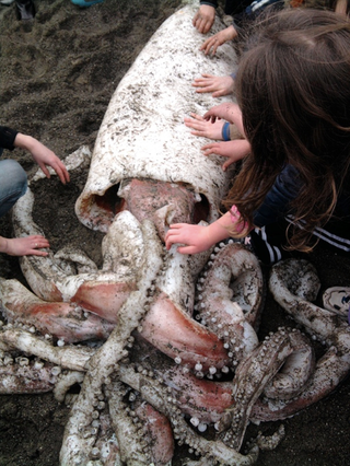 Illustration for article titled 13-foot-long giant squid washes up on New Zealand beach